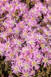 Similar image 13051497