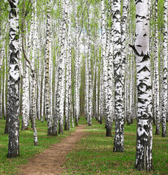 Similar image 13012859