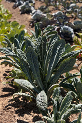 Similar image 13051558