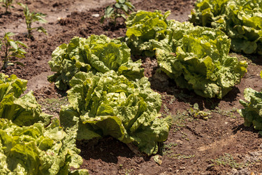 Similar image 13051590