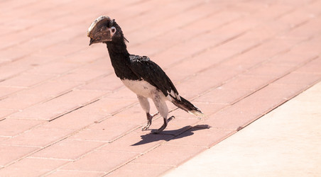 Similar image 13051339