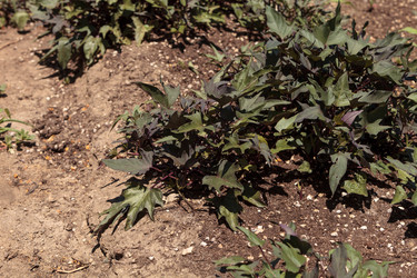 Similar image 13051178