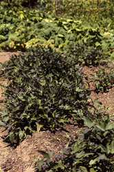 Similar image 13051180