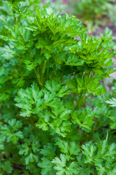 Similar image 13061580