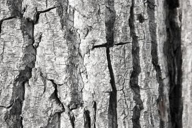 Similar image 13060634