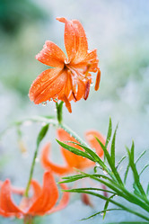 Similar image 13045210