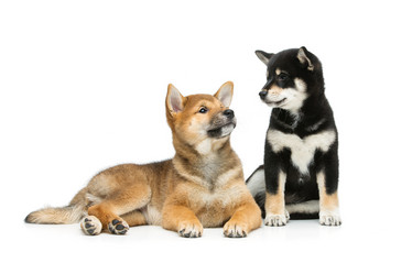 Similar image 13036231