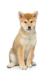 Similar image 13036233