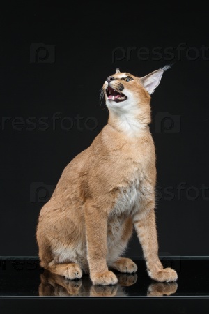 Фотография на тему Красивая степная рысь - каракал | PressFoto