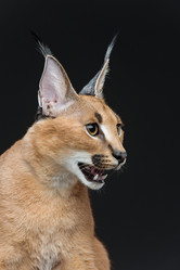 Similar image 13036125