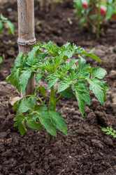 Similar image 13061592