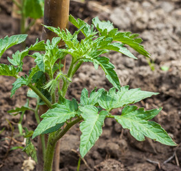 Similar image 13061593