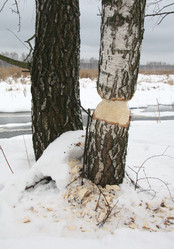 Similar image 13023775