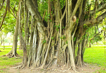 Similar image 13064382