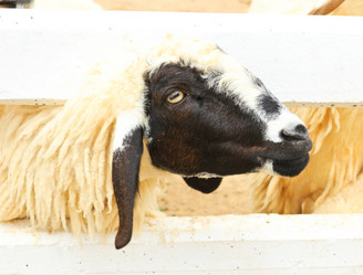 Similar image 13044724