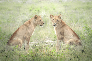 Similar image 13024764