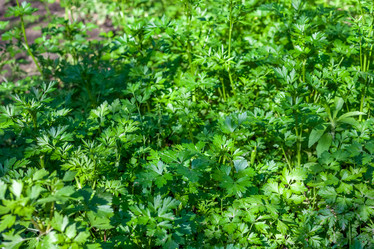 Similar image 13062156