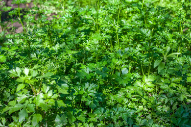 Similar image 13062158