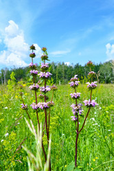 Similar image 13045088