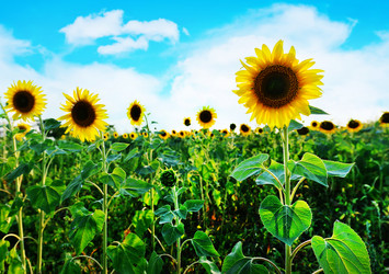 Similar image 13027793