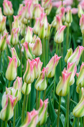 Similar image 13041735