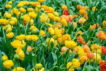 Similar image 13041740