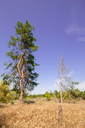 Similar image 13041701