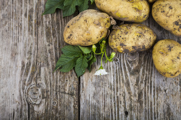 Similar image 13044067