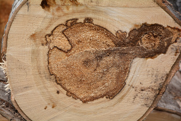 Similar image 13032311