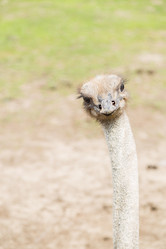 Similar image 13041449