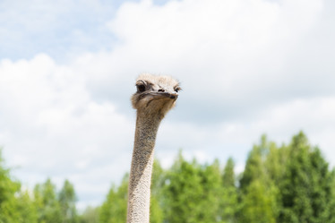 Similar image 13041450