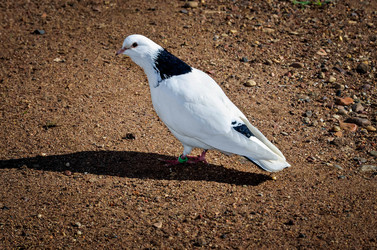 Similar image 13044806