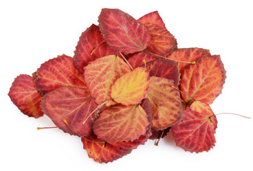 Similar image 13098133