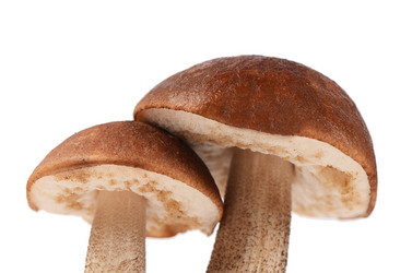 Similar image 13098211