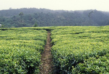 Similar image 13067565