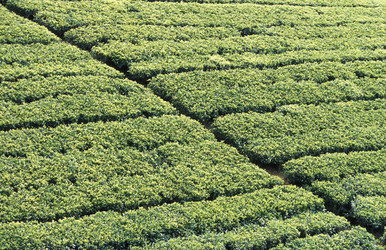 Similar image 13067646