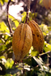 Similar image 13072896