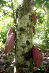 Similar image 13083428