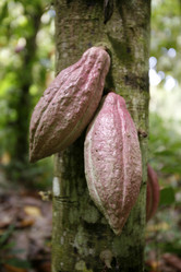 Similar image 13083429