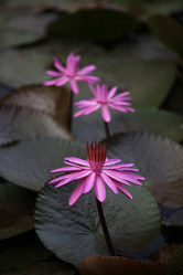 Similar image 13072565