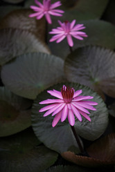 Similar image 13072625