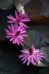 Similar image 13072489