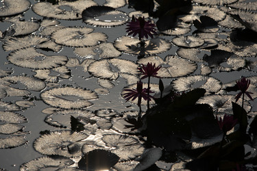 Similar image 13072699