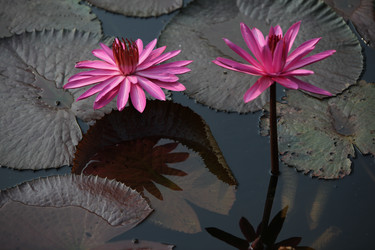 Similar image 13072762