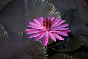 Similar image 13072763