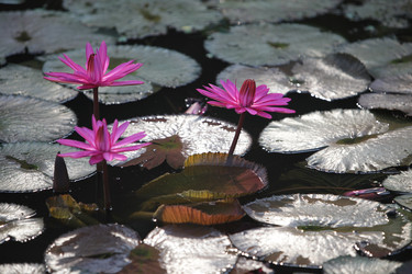 Similar image 13072898