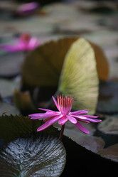 Similar image 13072899