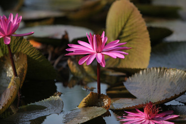 Similar image 13072938