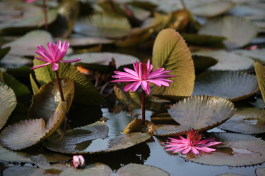 Similar image 13083258