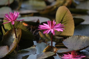 Similar image 13083273